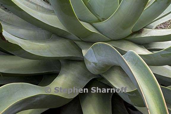 agave vilmoriniana 1 graphic